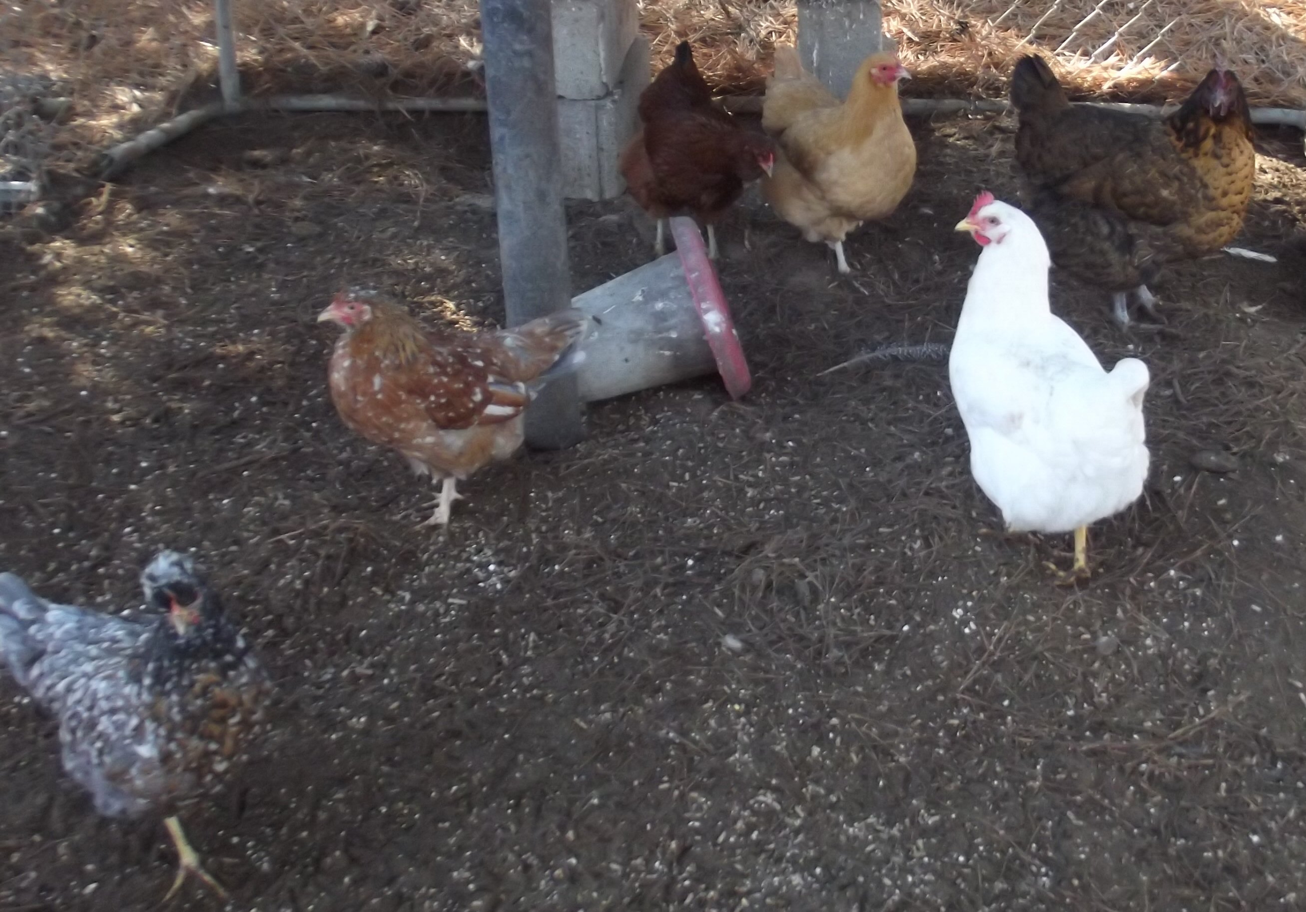 Community pen has turned to muddy mush... bleck!