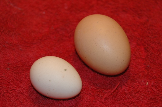 compare store bought large egg to Olandsk Dwarf egg.  Impressive considering the dove sized bird that produced it!