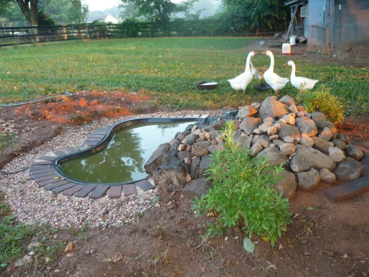 Completed pond with the geese seal of approval