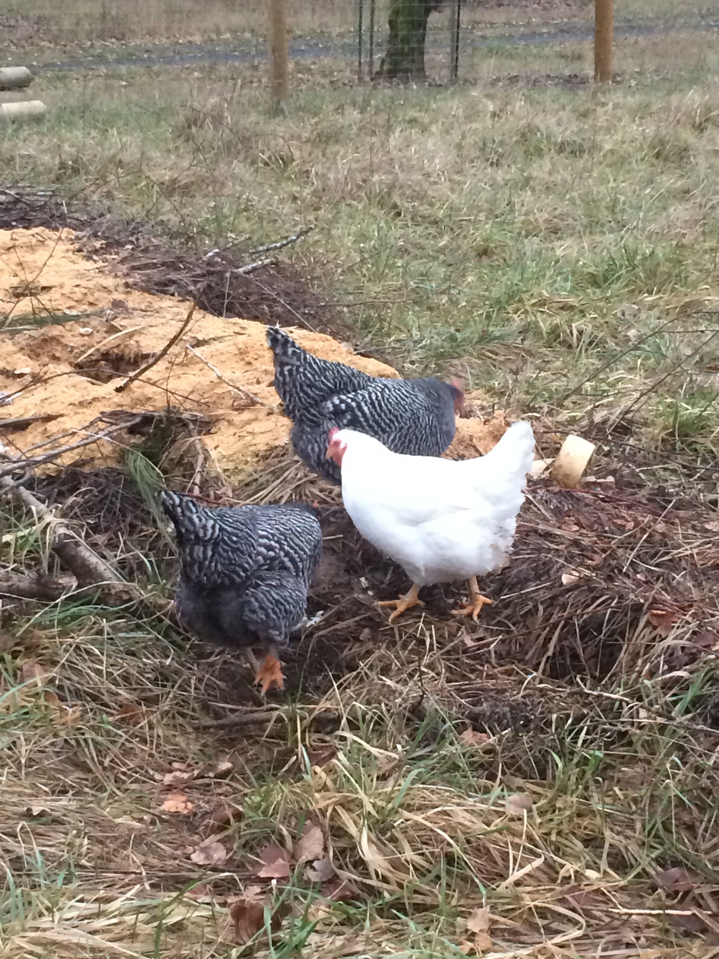 ~compost pile
~hens: You(barred rock), Ostrich(barred rock), Pee(white rock)