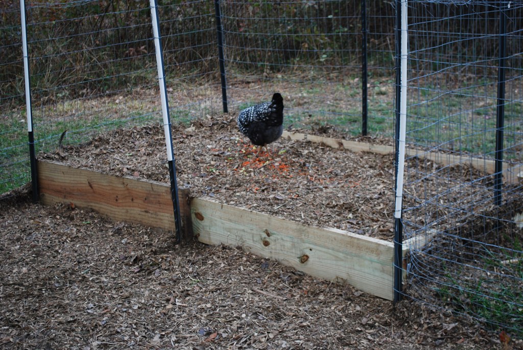 compost pile inside run