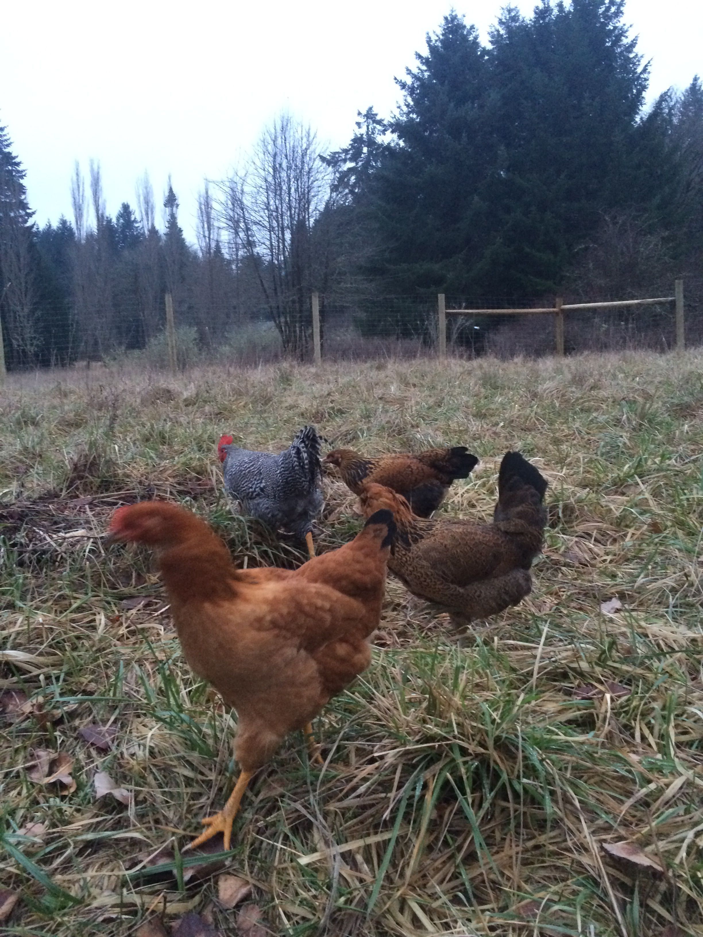 ~compost pile
~Peaches(red sex link) in front, Marilyn(Ameraucauna) on the right, And(barred rock roo), Lessa(Ameraucauna) right of And