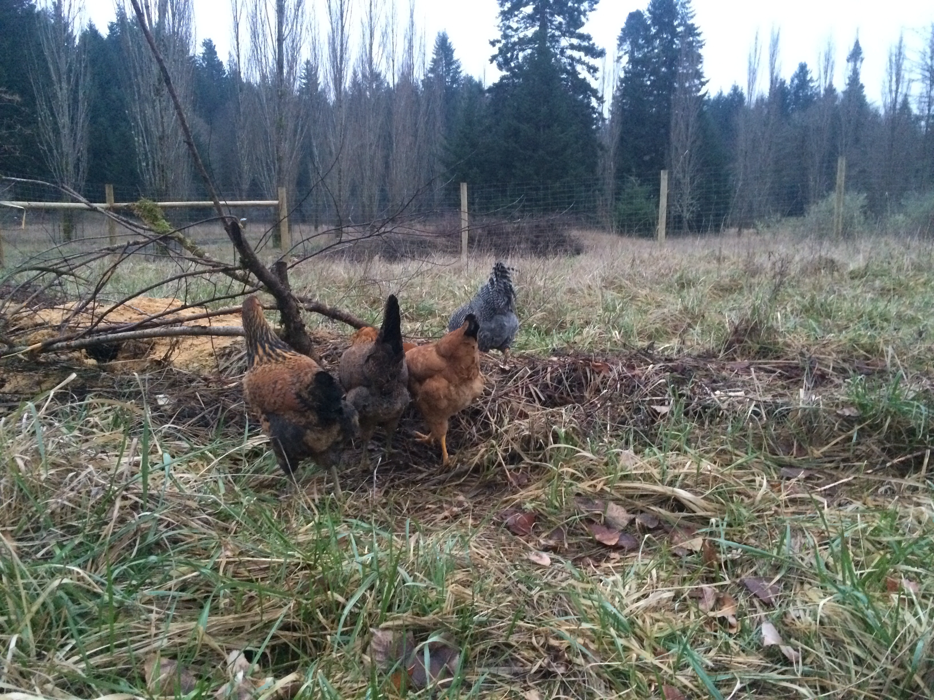 ~compost pile