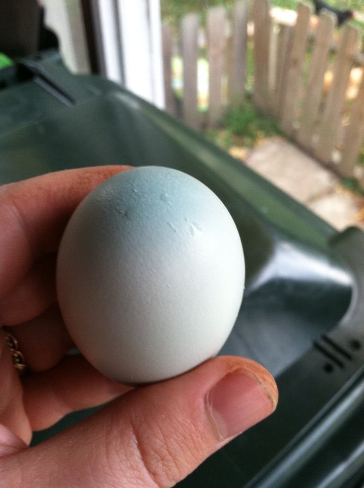Concentrated blue at the bottom of Clara's egg