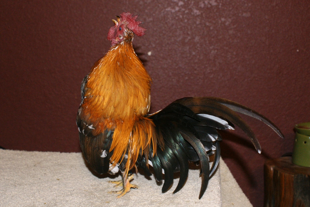 concho crowing