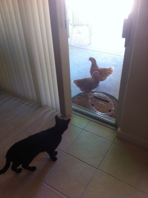 Confusion at the door.. Gino the cat wants out and the chickens want to come in....