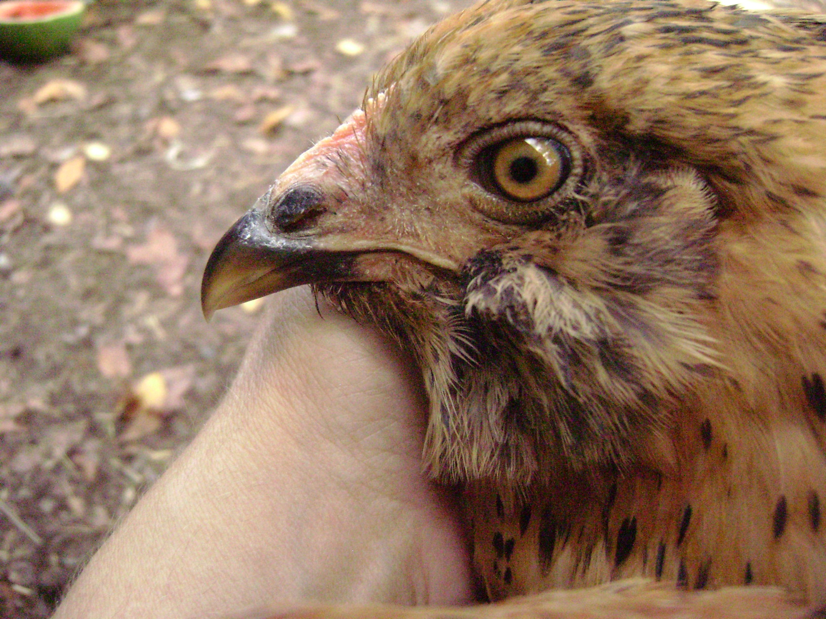 cookie, all grown up!  She has the orloff nose, like her momma (EE hen)