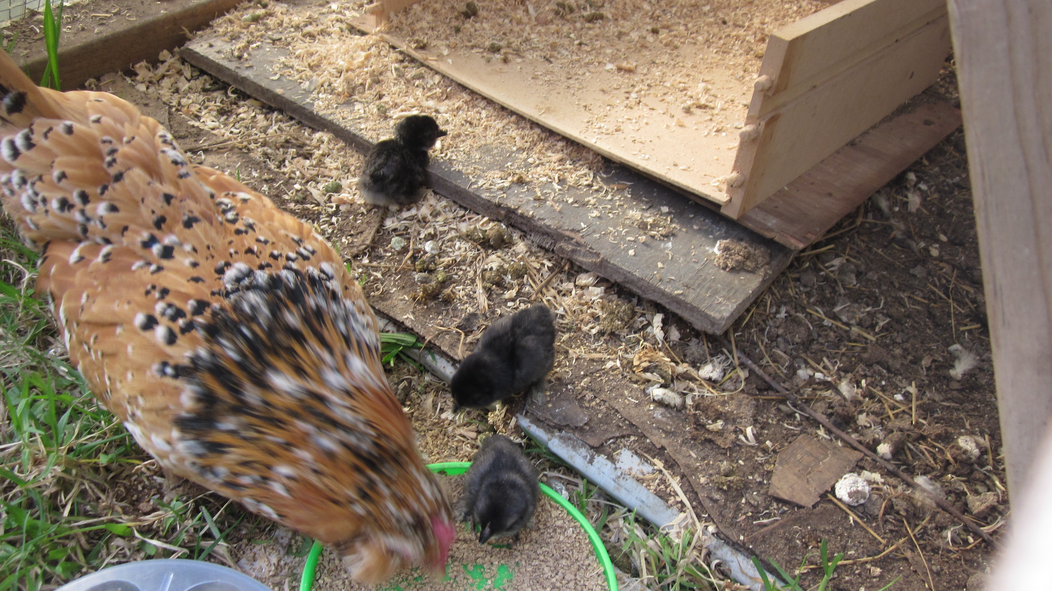 Cookie and her 8 chicks last Christmas 2014.