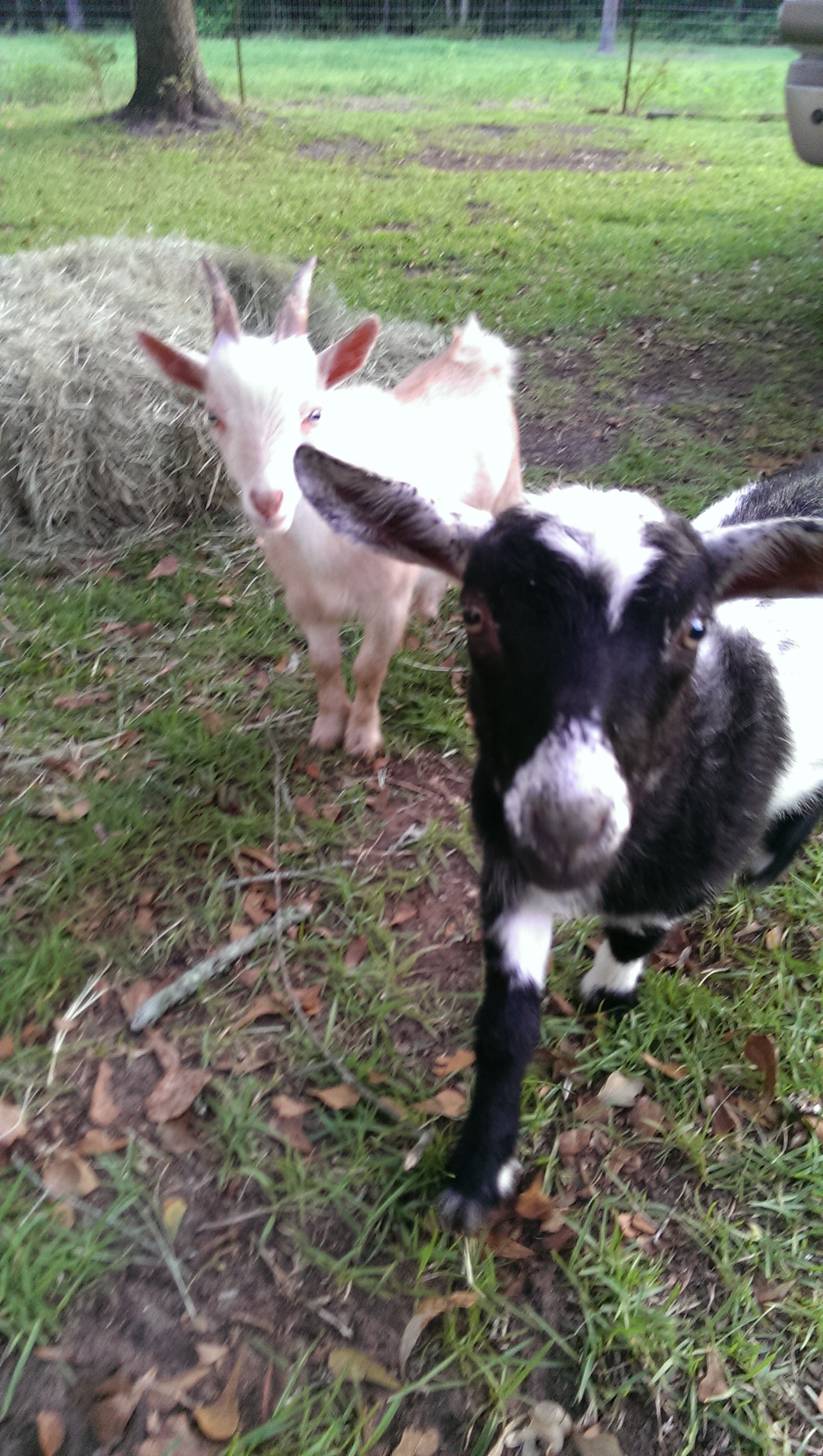 Cookie and Playboy 7 months old