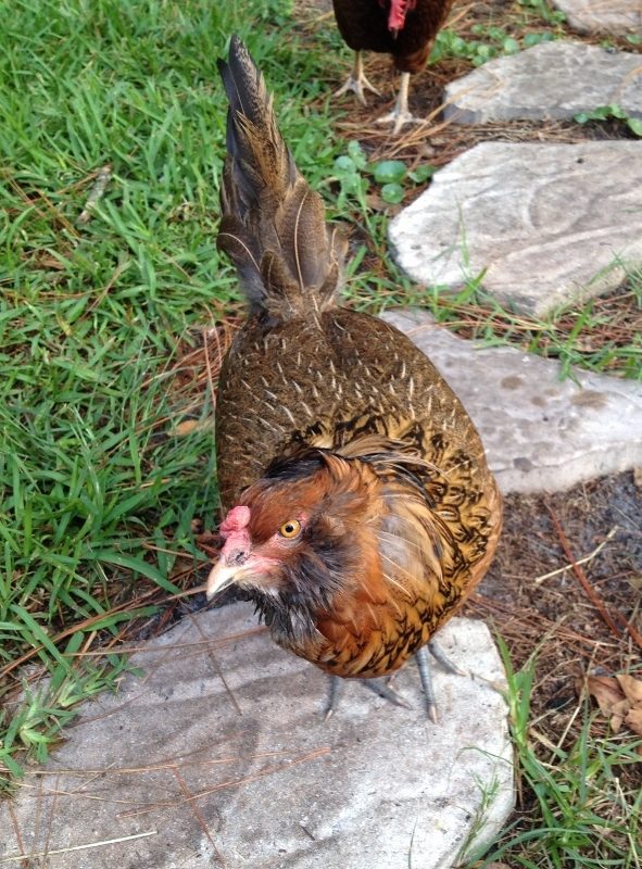 Cookie, EE,wondering where the snacks are.