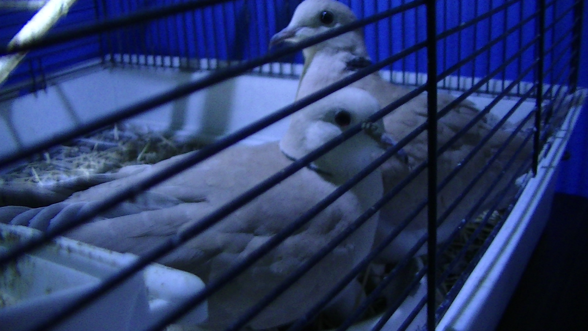 Cookies & Cream
Frosted & Peach Ringneck Doves
Approx 1 yr old
