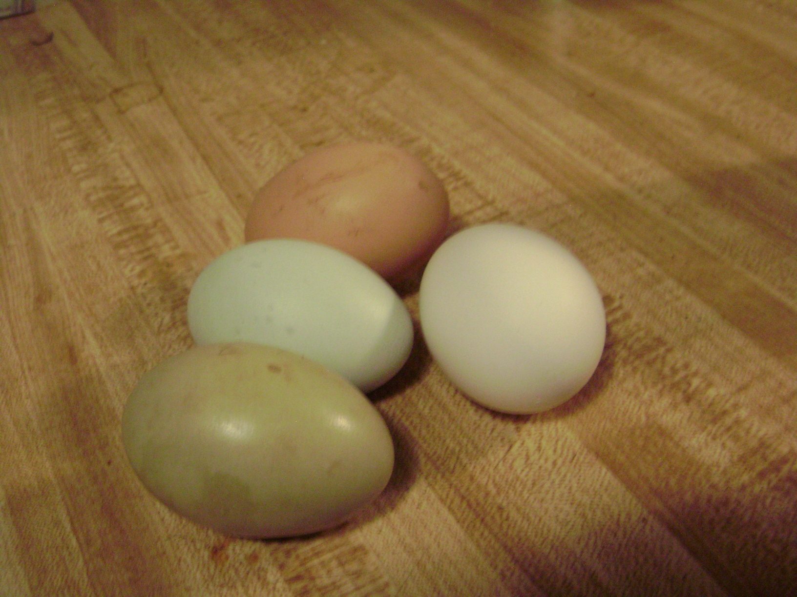 Cookie's first egg!  Green!  A blue egg from princess for comparison, a white store bought egg, and  an old brown egg from my orpington.