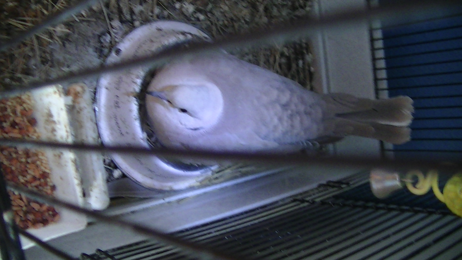 Cookies
Frosted Ringneck Dove
Approx 1 yr old