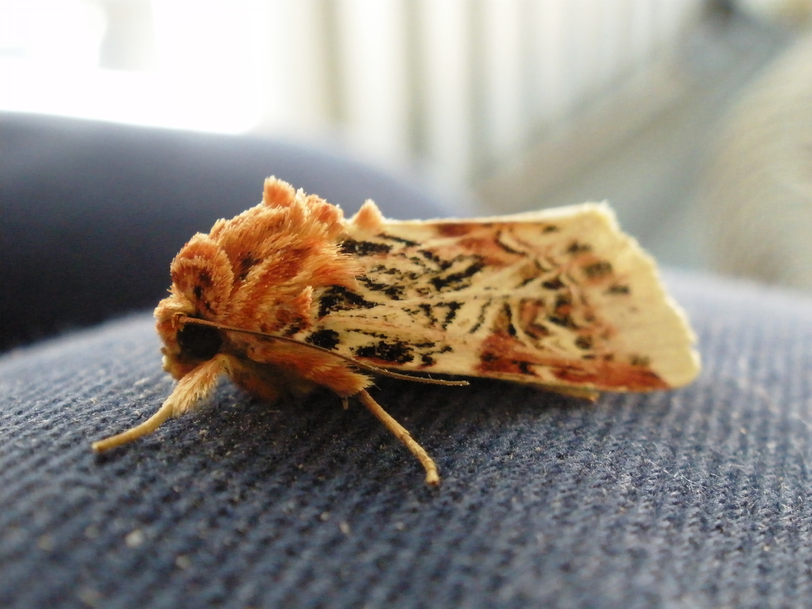 Cool moth pic