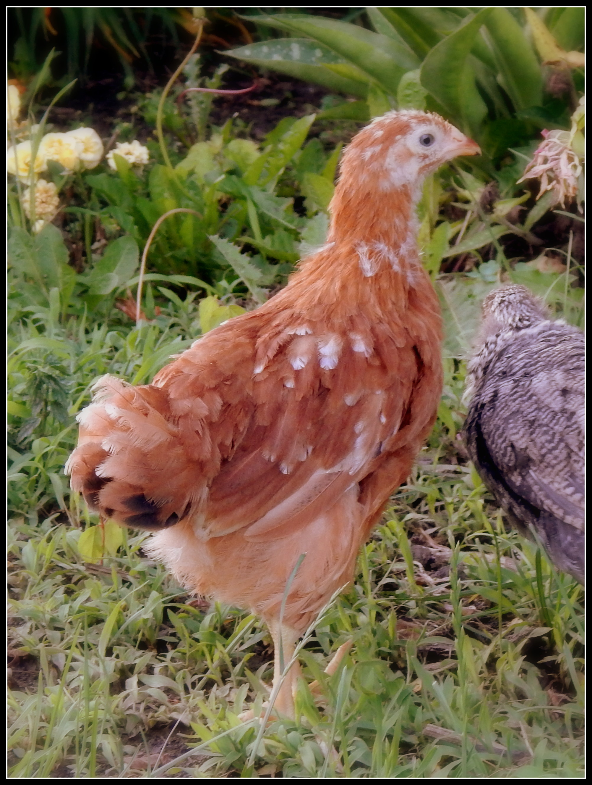 Cool Ranch- our 5-6 week old Red Star??