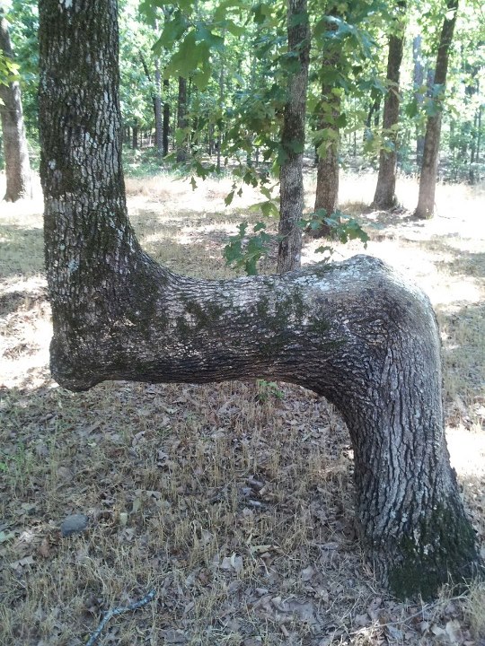 Cool Tree