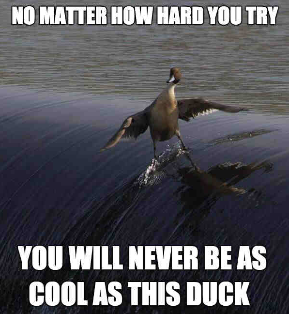 CoolDuck