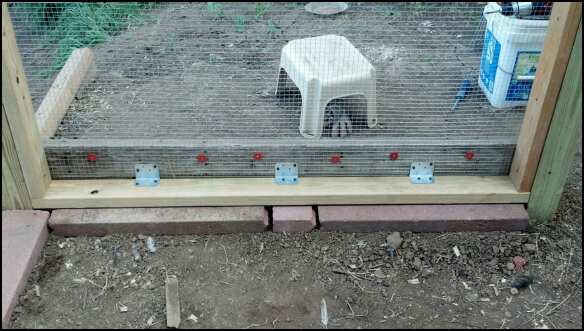 Coon and fox proof. Hardware cloth is buried 18" covered in gravel, then a landscaping brick, then the frame the hardware is attached to, then anchored to the outside board.