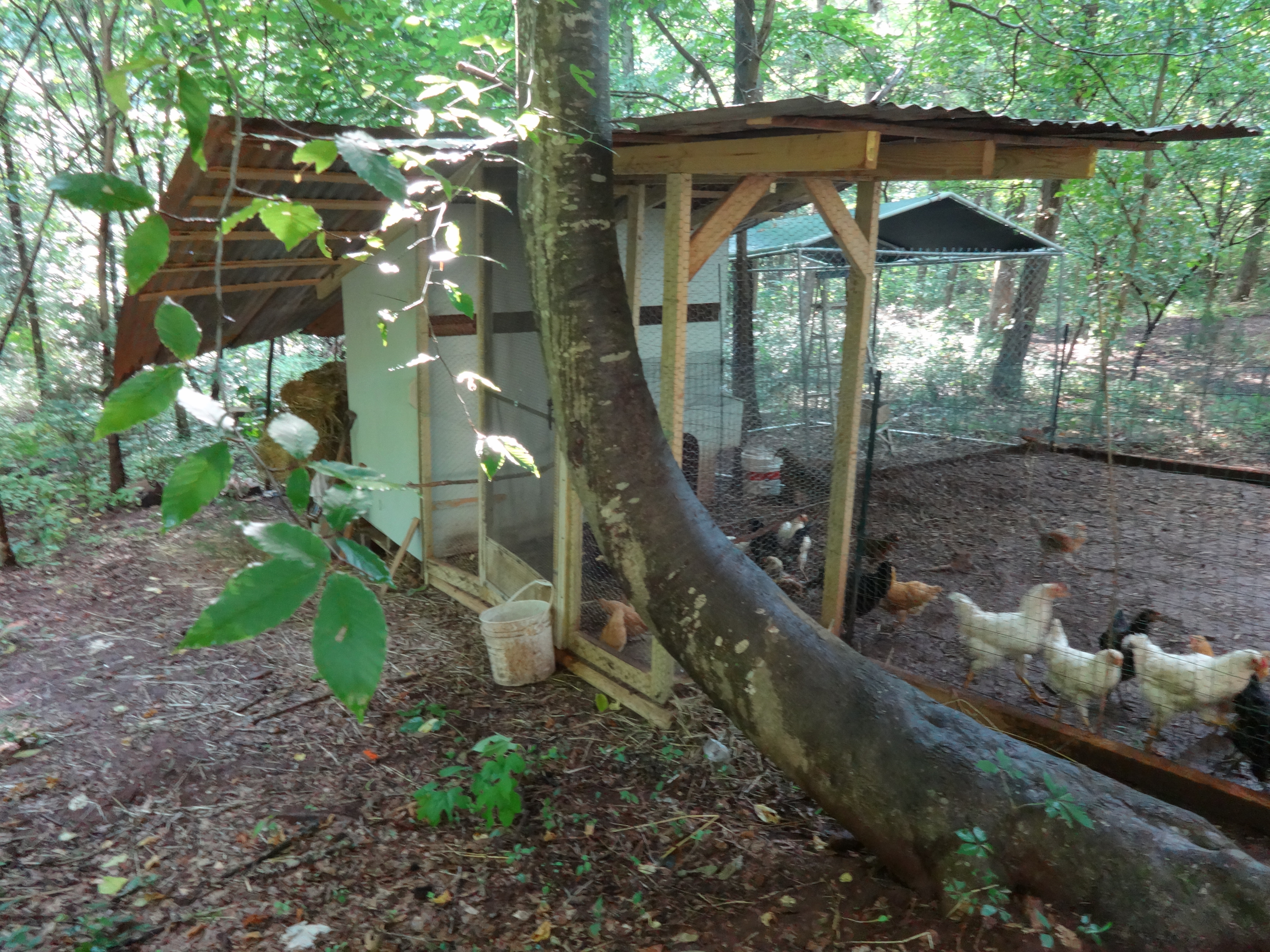 coop 2 and tree