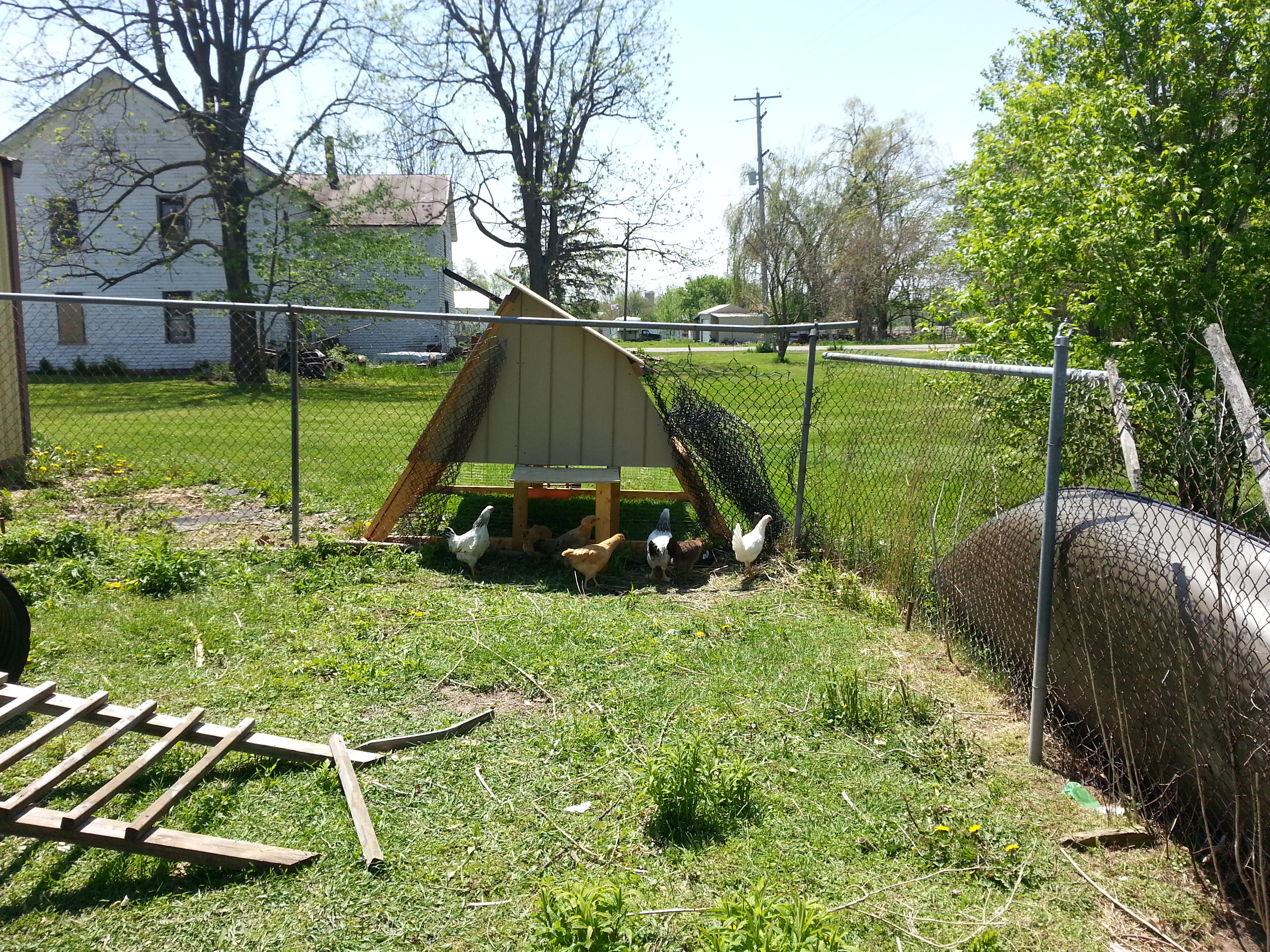 Coop after we put it up against the old dog kennel which became the run.