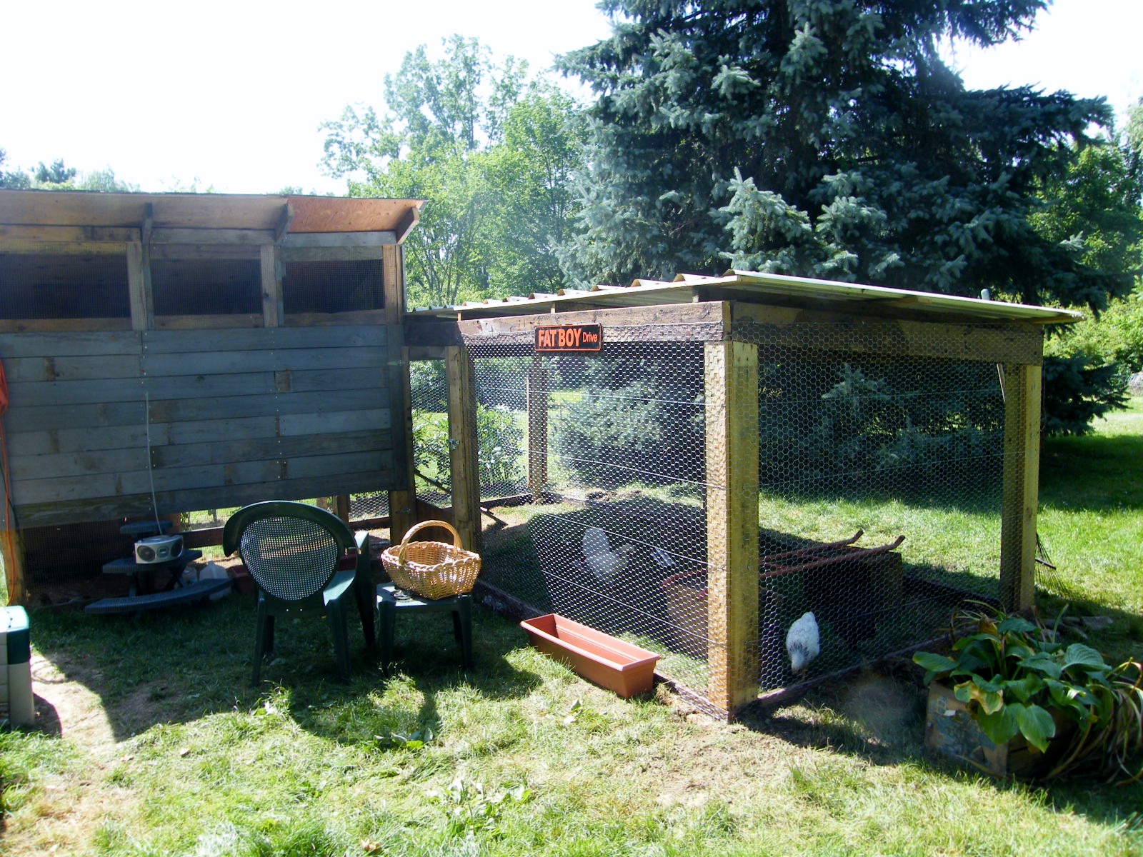 Coop and run almost completed. Still little things here and there that need to be done. But, the girls are in and loving their new digs!