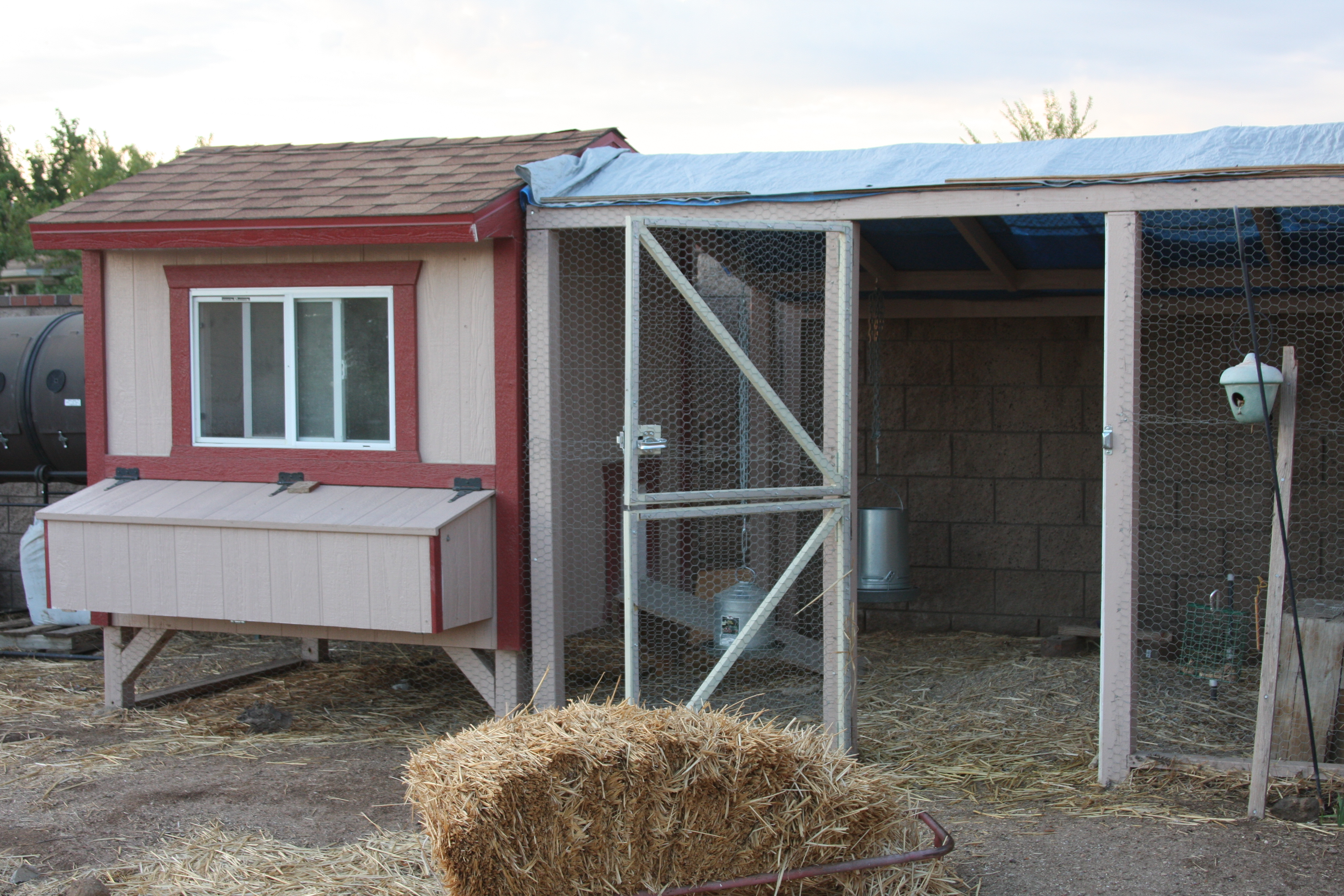 Coop and run are almost finished, but the girls are living there anyway.