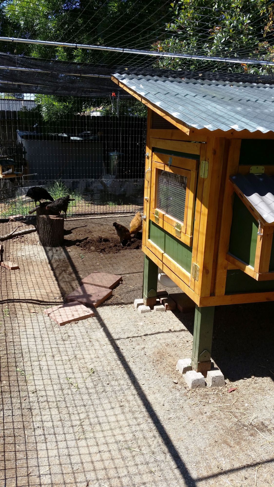 Coop and Run at 10 weeks