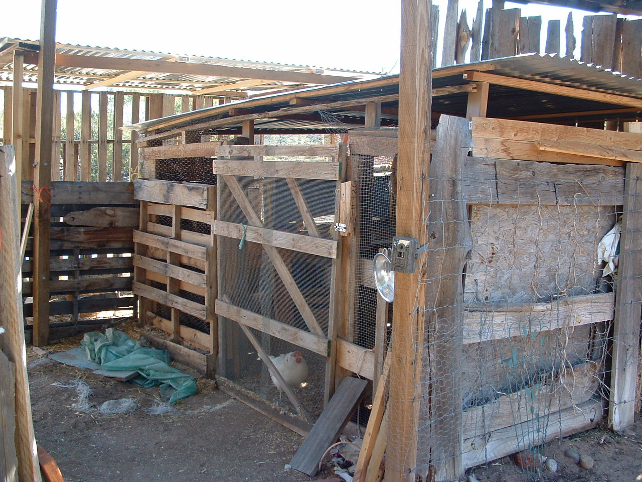 coop area made out of scrap wood. The run made mostly out of pallets and scrap wood and metal roofing.
