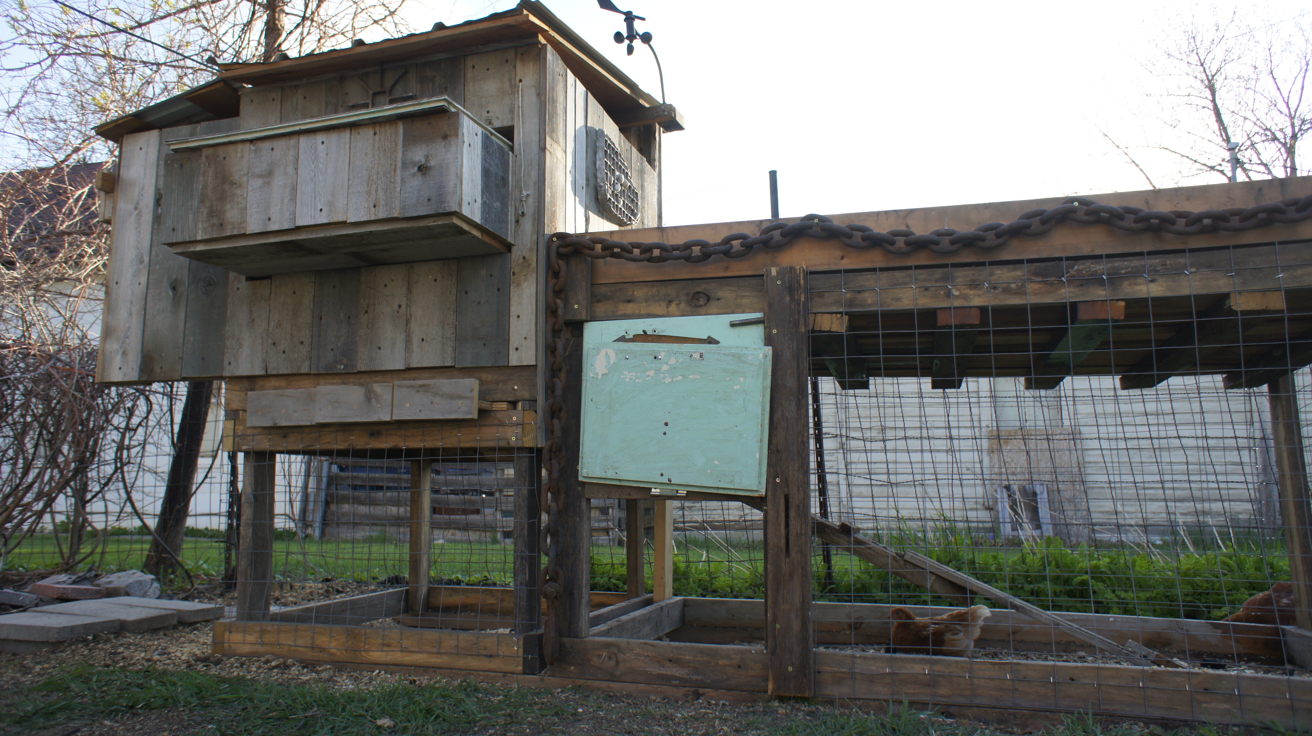 Coop attached to the run. Open latch allows the chickens to free range on occasion.