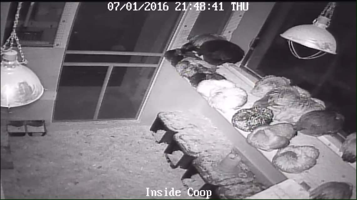 Coop cam night vision. Chickens do sort themselves by color...so birds of a feather do flock together. Inside of my 8 x 12 coop