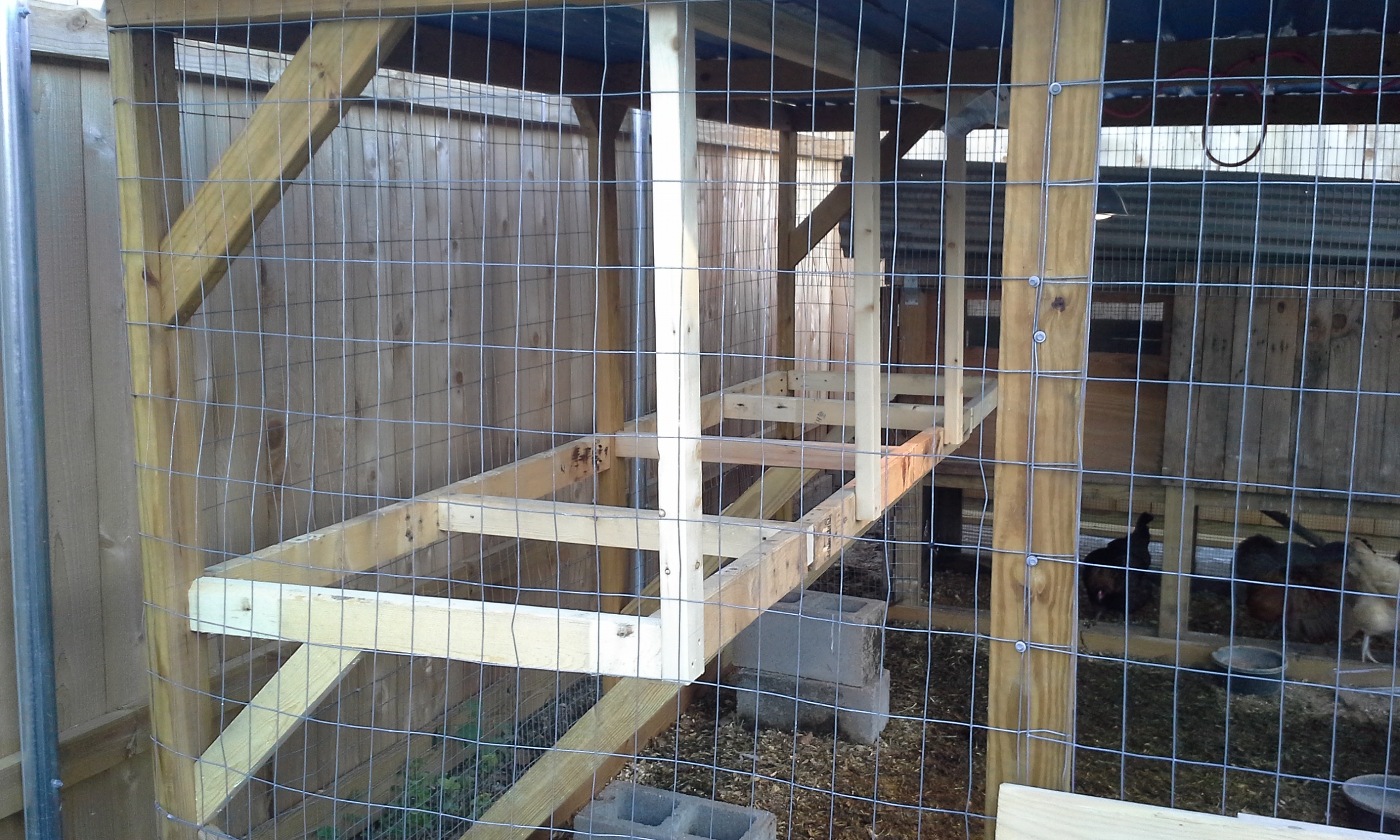 Coop framing inside new run