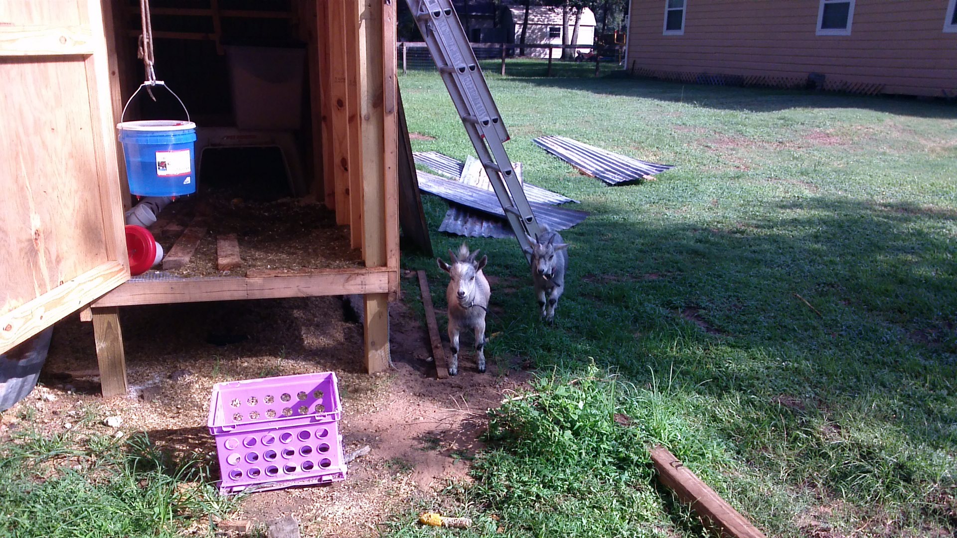 Coop/goat barn in progress