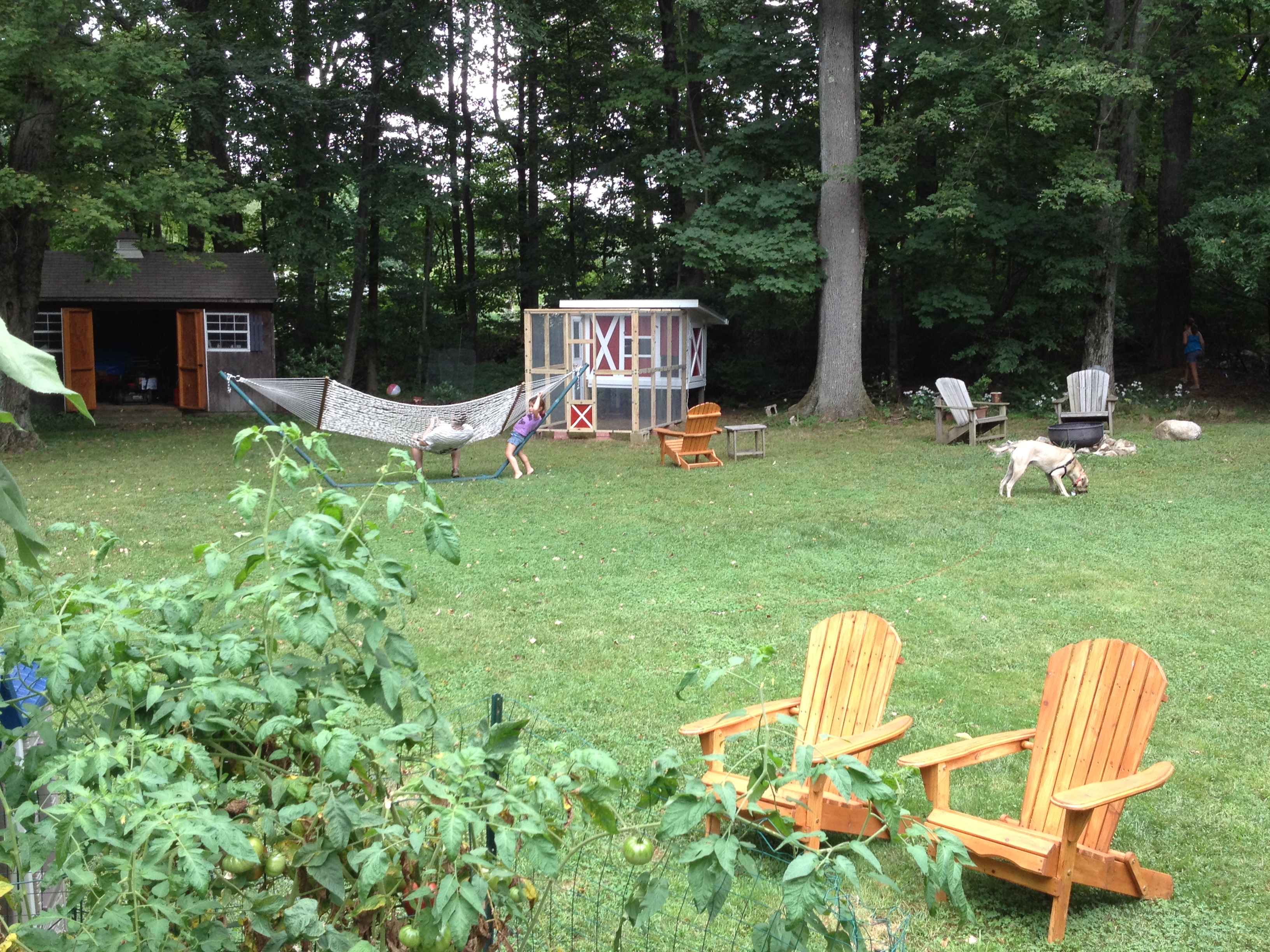 Coop in the yard