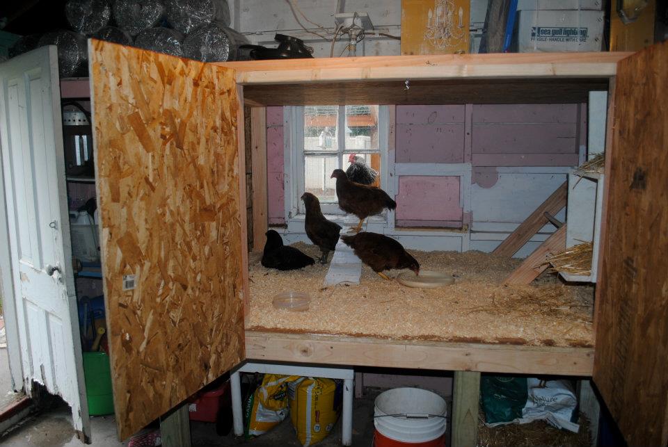 coop inside my garage and then the run is through the window and in the garden area.
