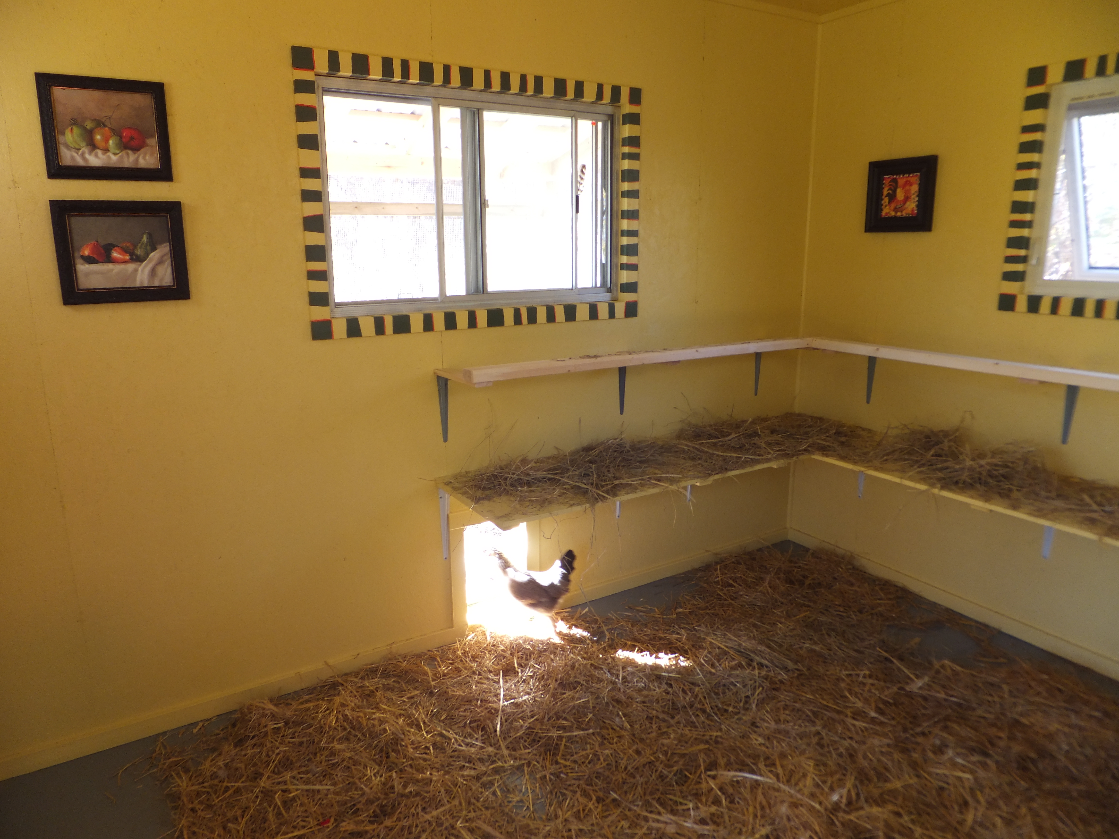 Coop Interior 10x12 With 8 Foot Ceilings 4 Nesting Boxes