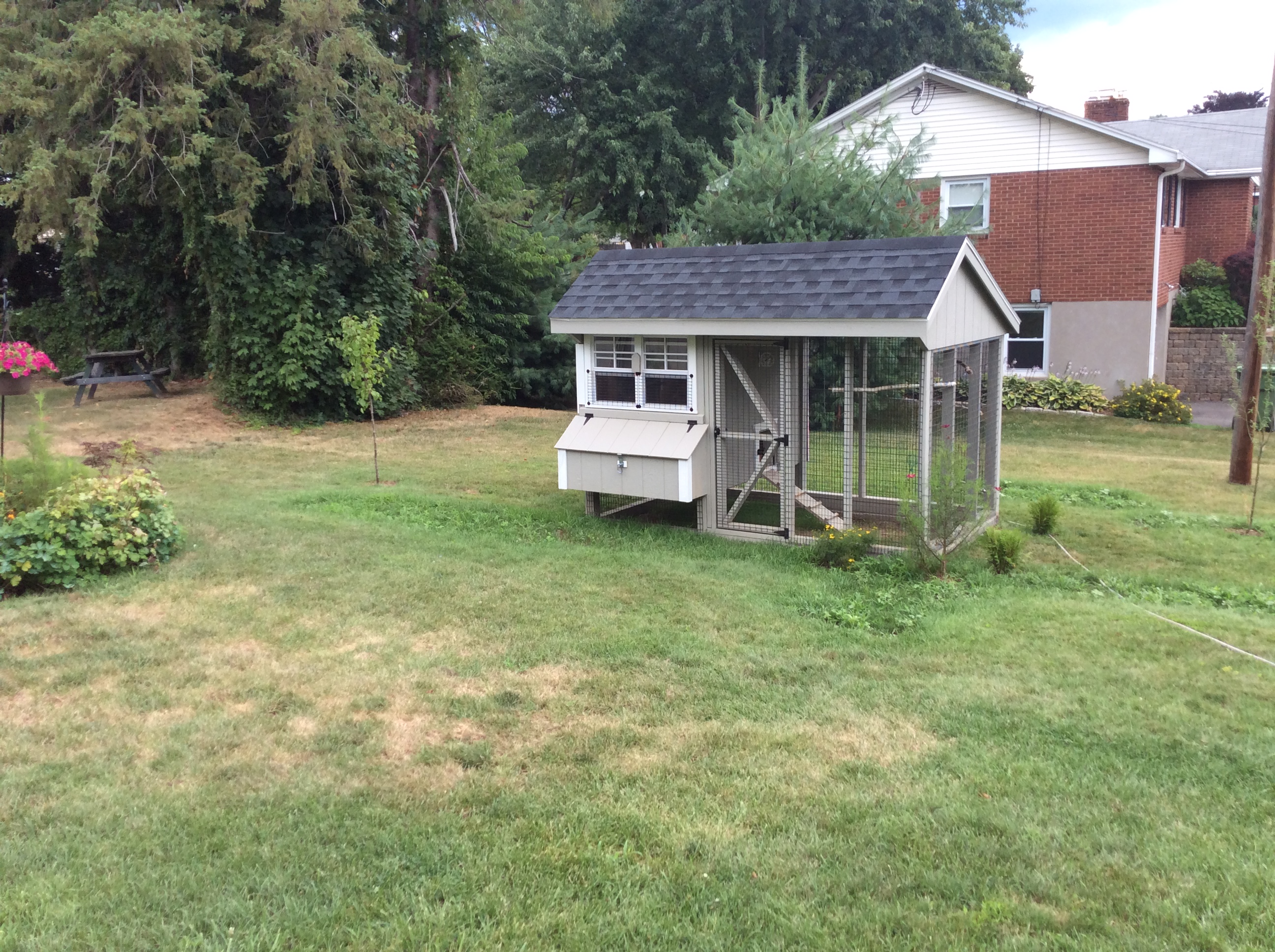 Coop location in back yard out of dogs range