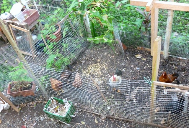 coop on the right, compost in the middle and garden on the left.