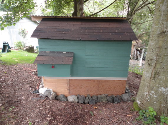 Coop rear with nesting box