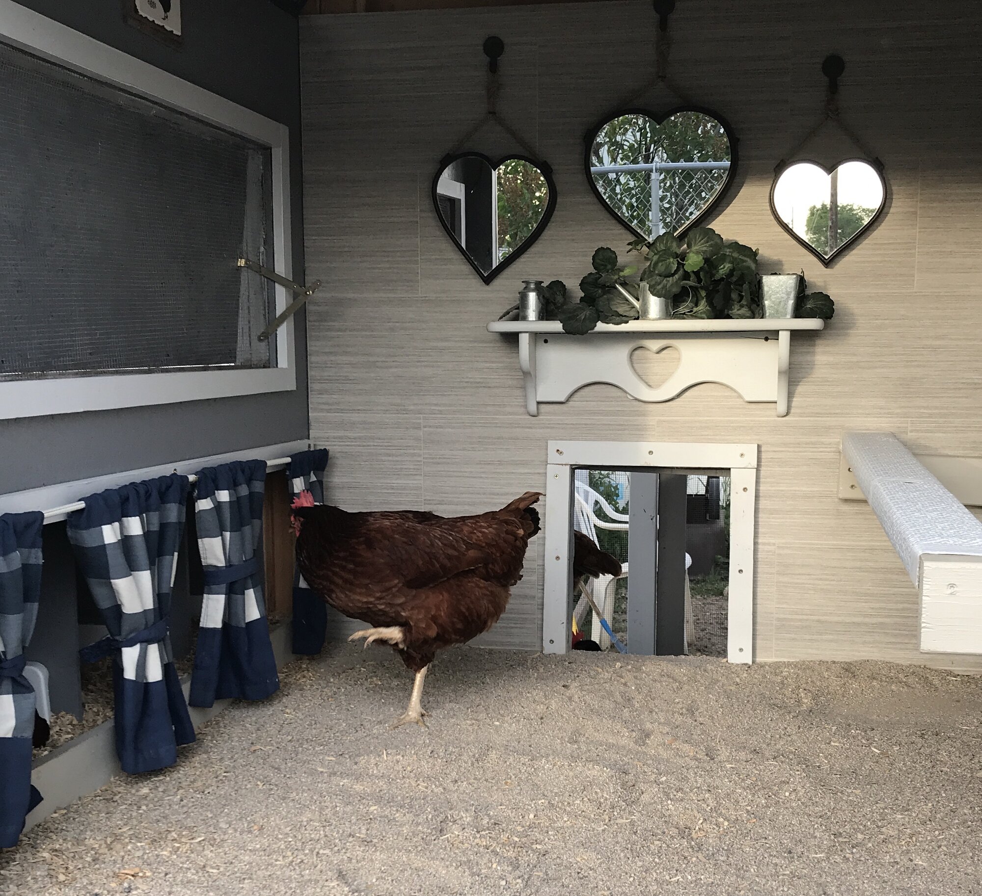 Coop Remodel: Flooring on the walls