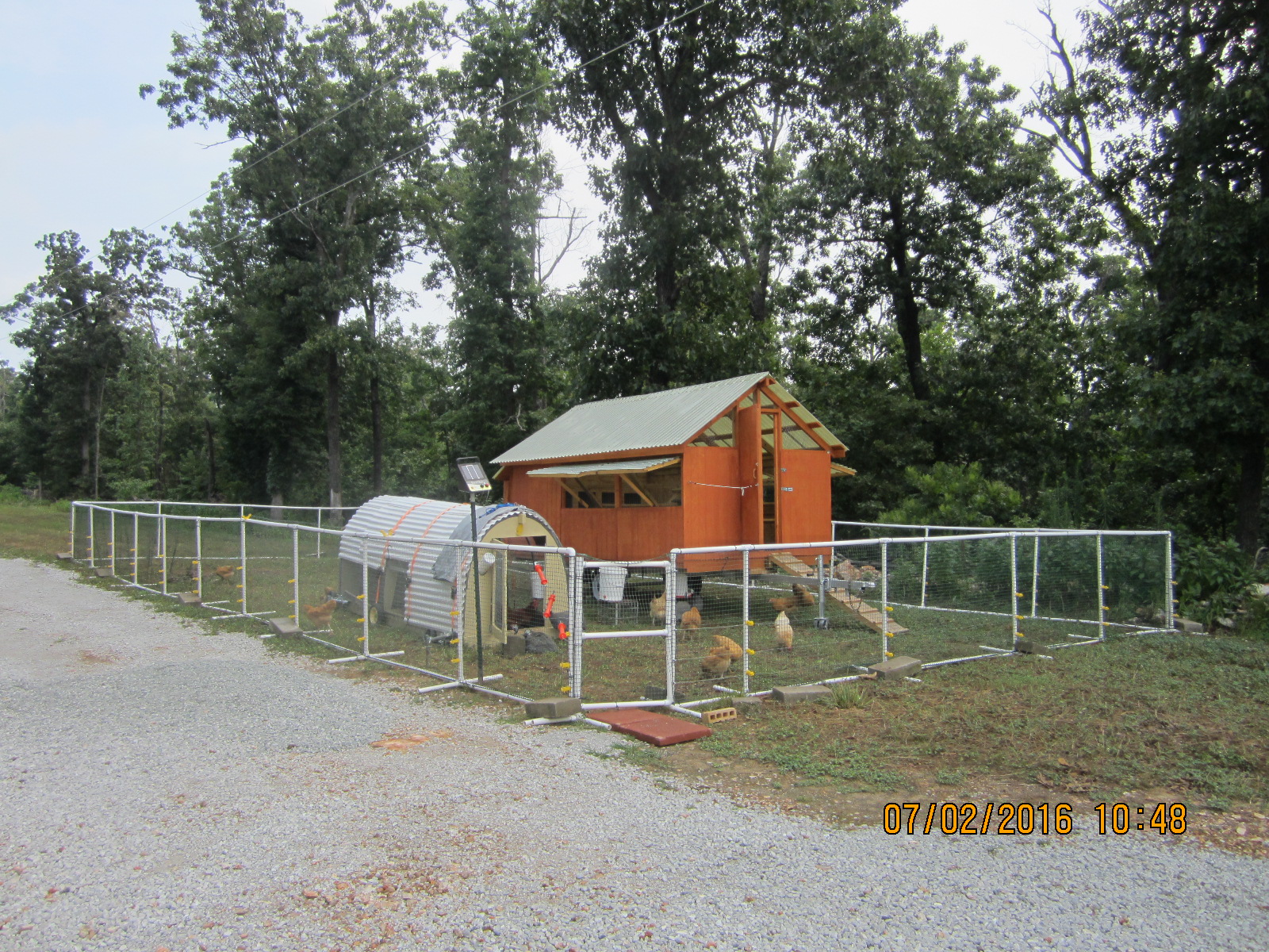 Coop reset to front lane with clover ground cover.