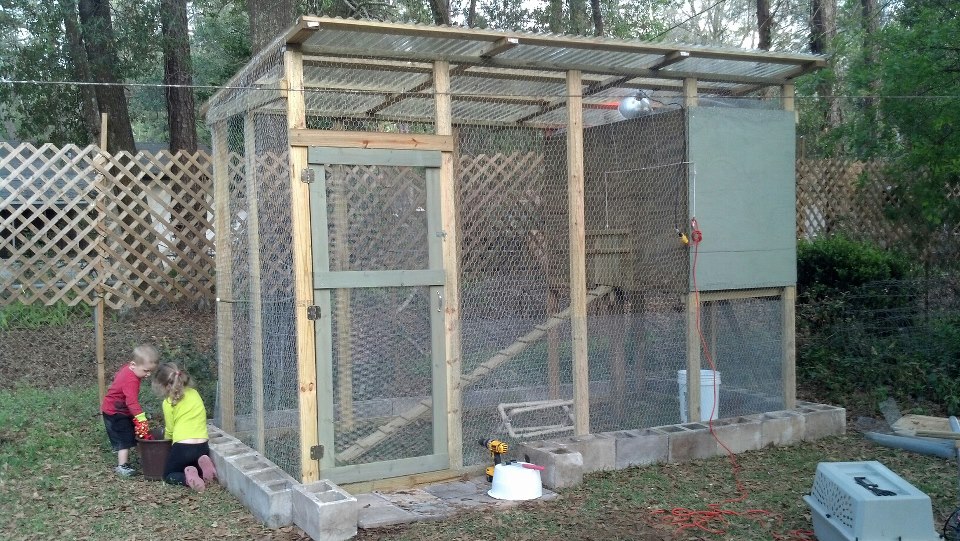 Coop/run in progress.  Need to finish painting it and filling all the cinder blocks with dirt and planting seeds in them.  Heat lamp moved to the inside of the coop.  Run dimensions-12' long x 6' wide x 8' tall.  Coop - 3' x 6'.  Home to 6 girls (1 buff O, 1 RIR, 2 EEs, 1 SLW, 1 FBCM). My two "helpers" off to the left.  3/9/13.

April 2014  We have since added a solid wood privacy fence around the whole yard too.  SOOOOO much nicer!  Also, finished painting and my plants are blooming.....well, the ones not devoured by the free ranging chickens.  Current pic to come soon.