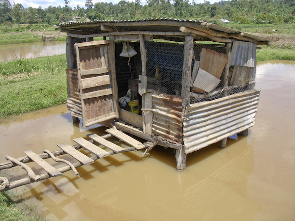 Coop strategically  placed over a fish pond  Kenya