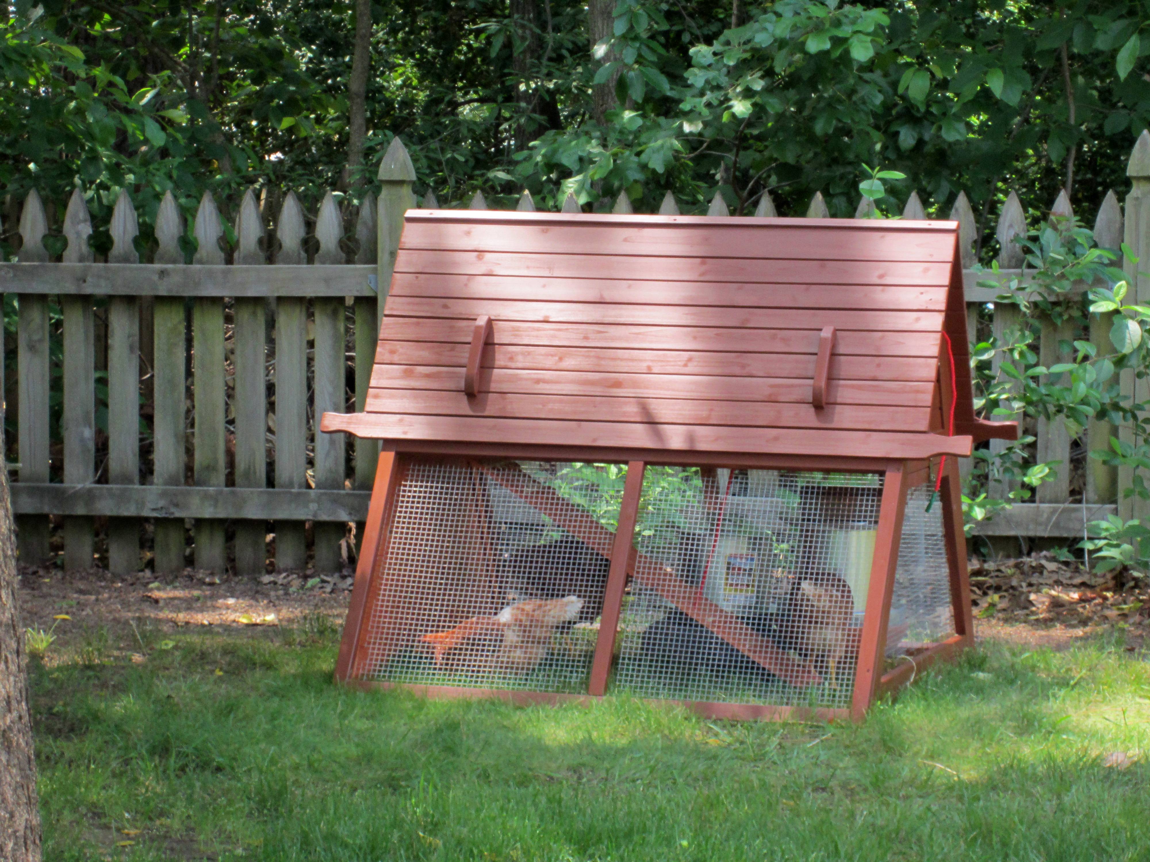 Coop with new pullets, before the run was built.  Hard to believe there used to be that much grass. Of course, chickens and summer drought didn't help the lawn in the back.