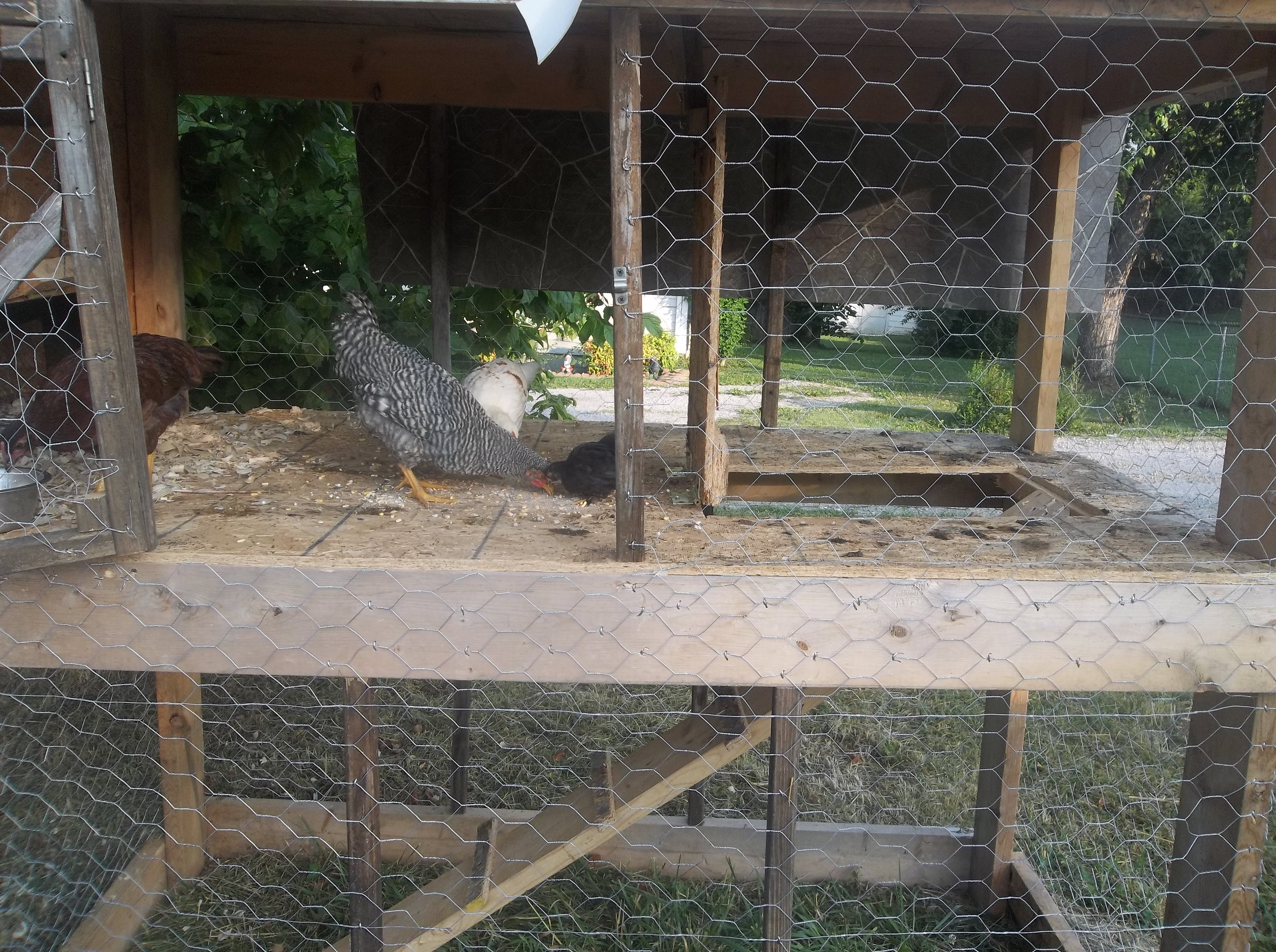 coop with the ramp