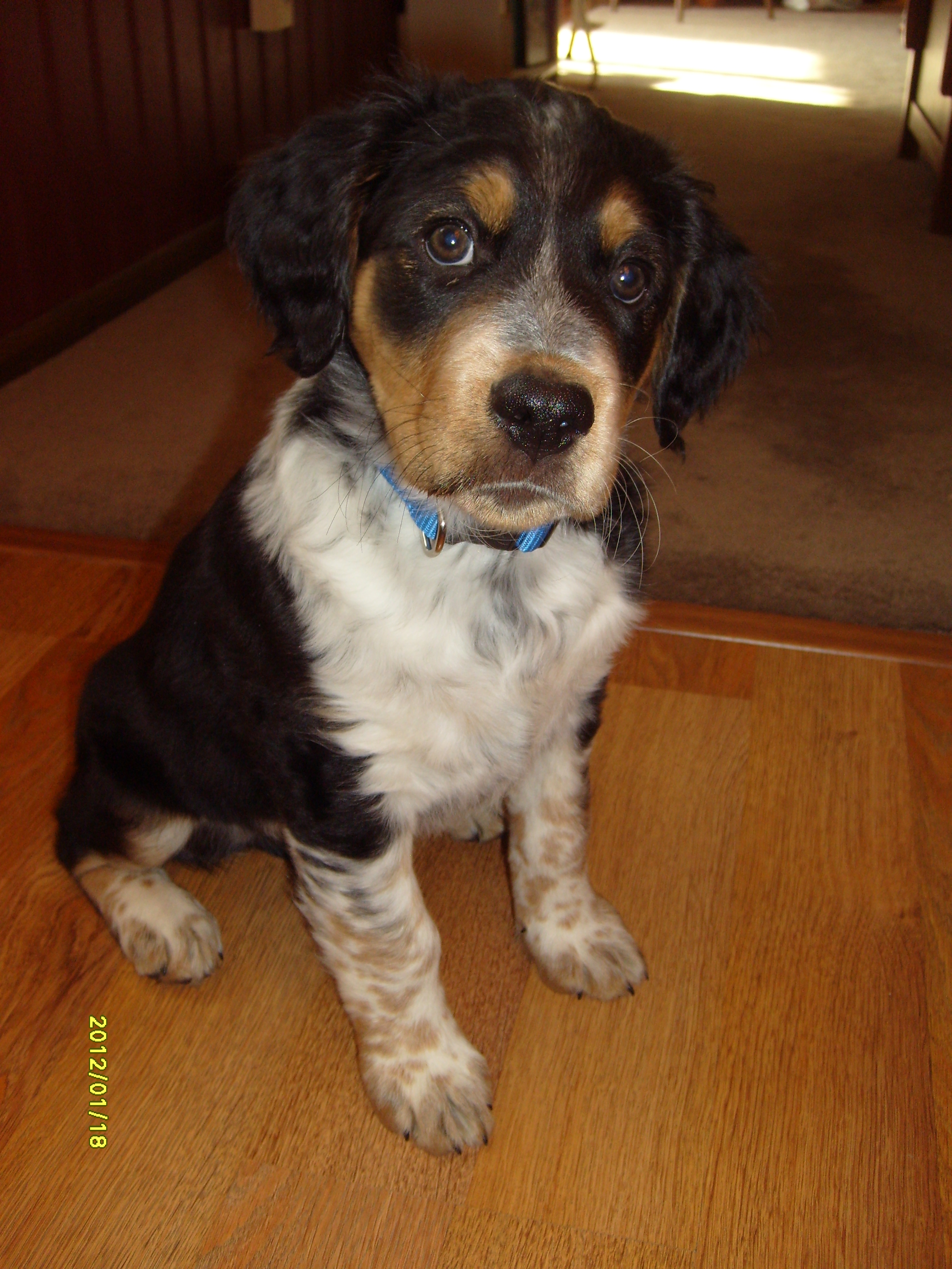 Cooper