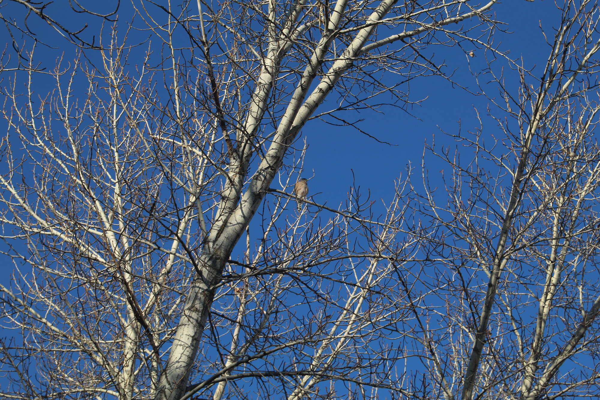 Cooper's Hawk