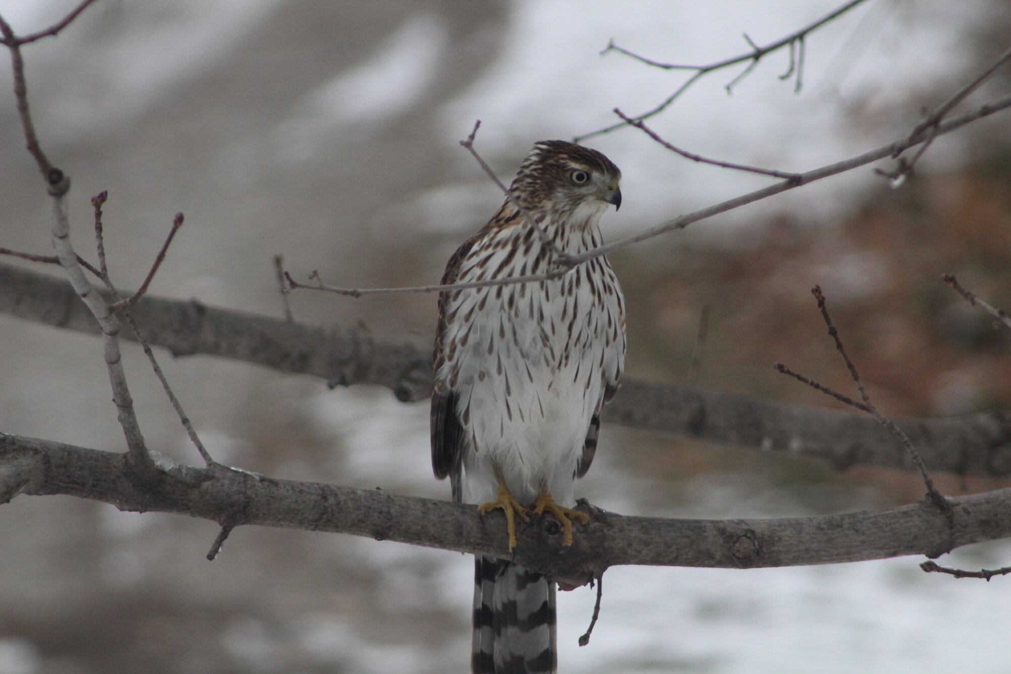 Coopers Hawk