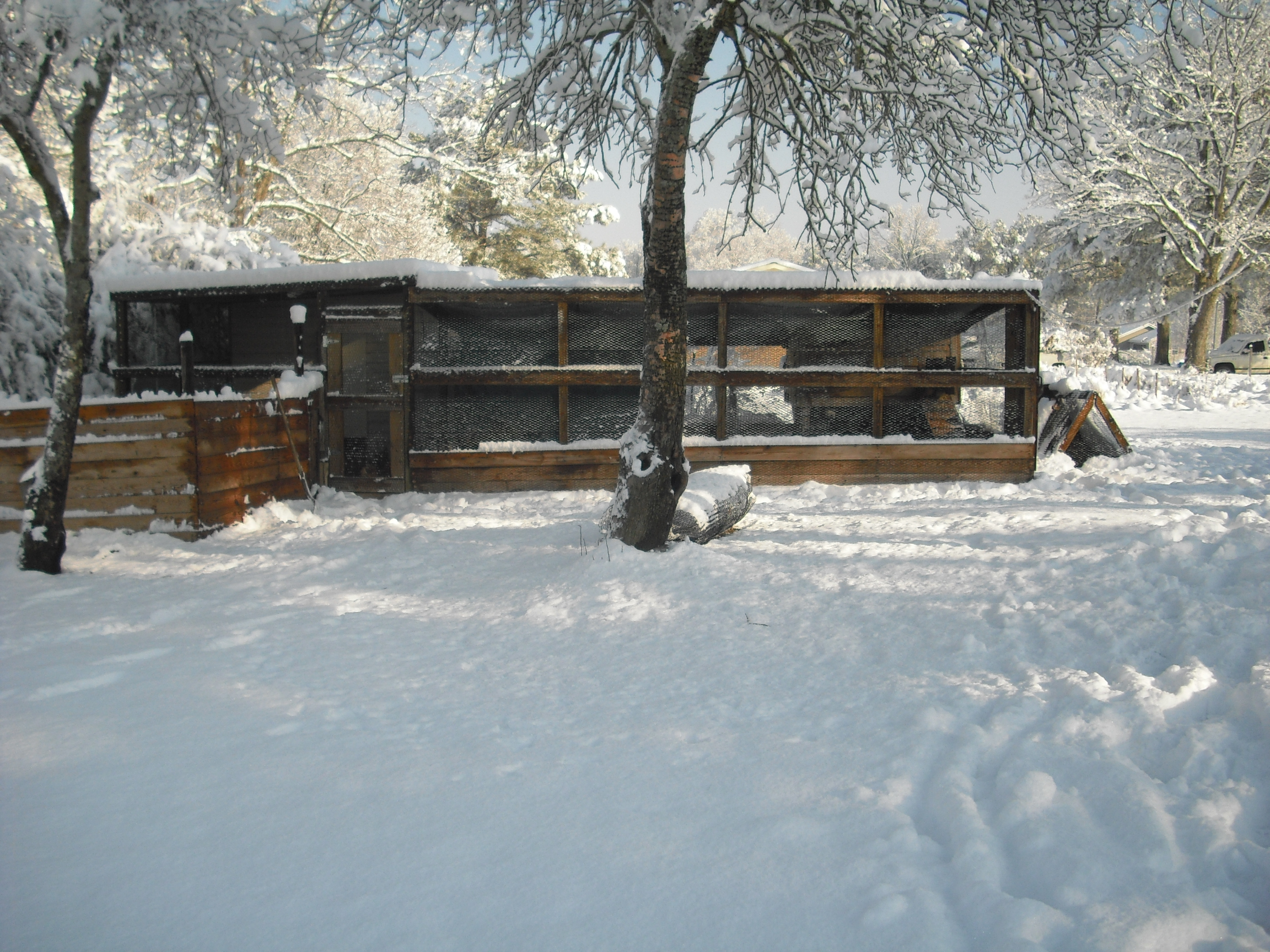 coops were covered in snow after christmas. we havent had this kind of snow in yrs and it was just beautiful