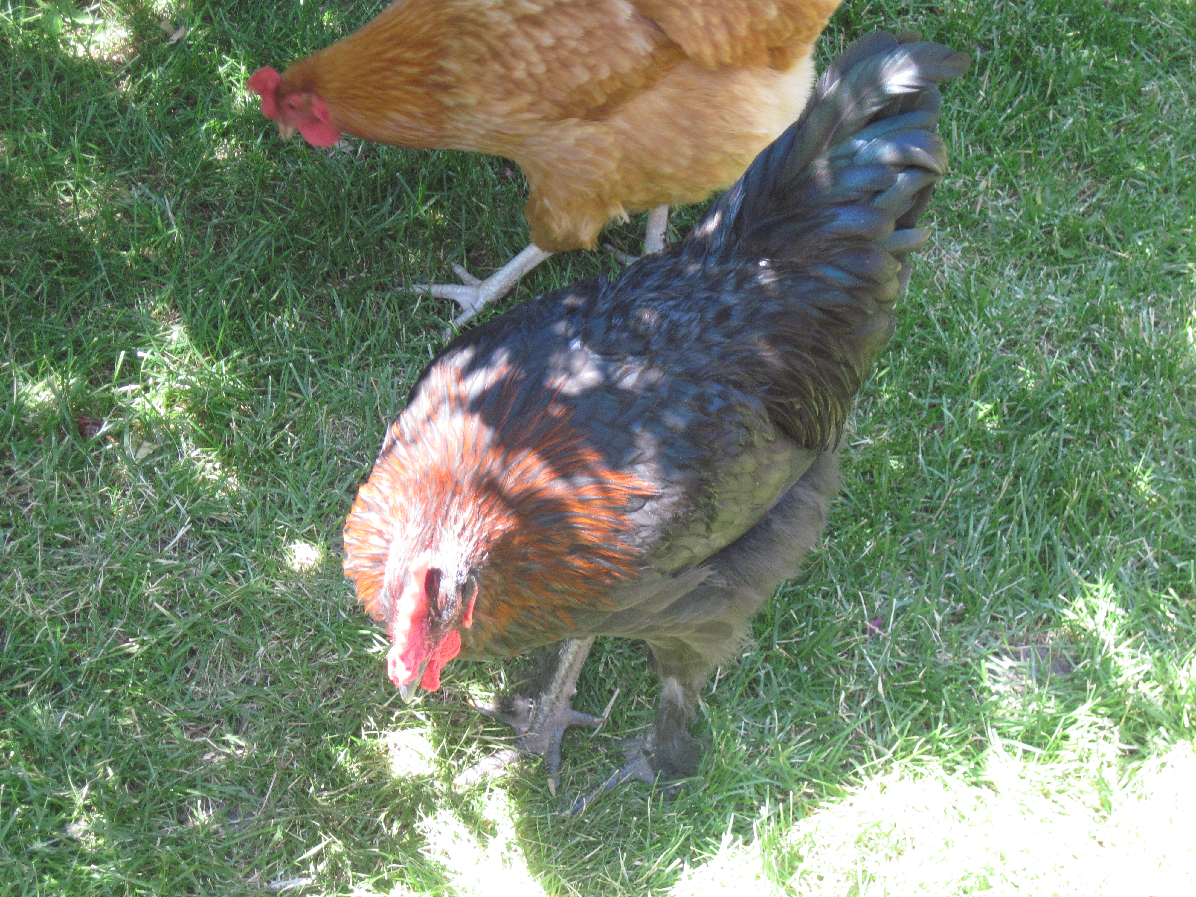 Copper at 16 weeks. This is one of the picts i used to sell him. We will miss you Copper.
