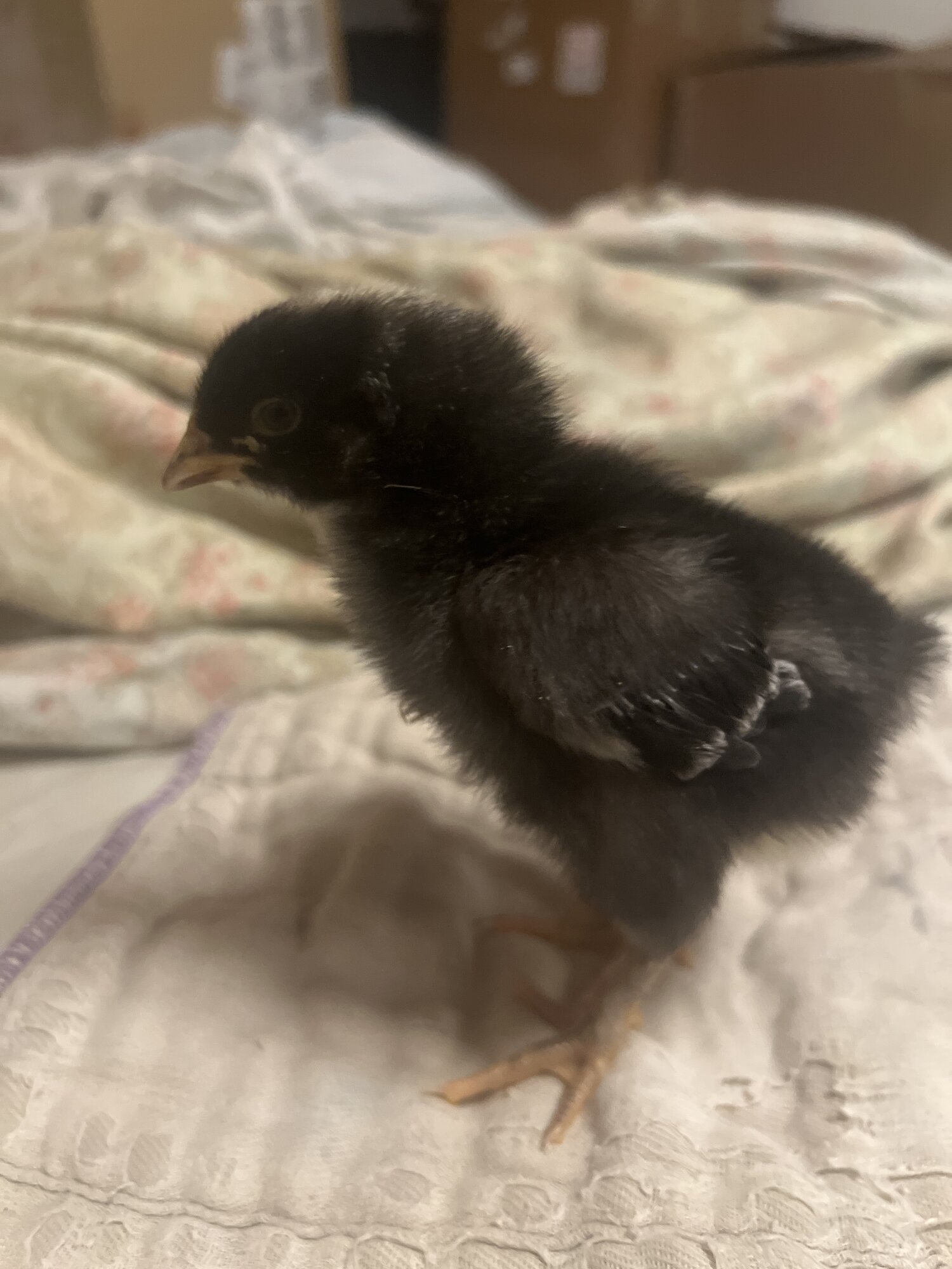 Copper maran @ 1 week